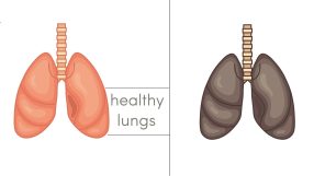 lungs