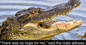 alligator.png