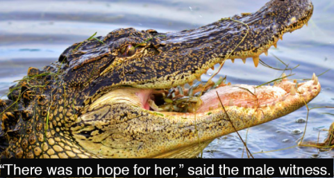alligator.png