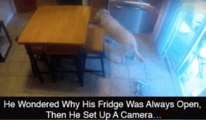 dogowner.png