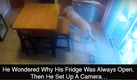 dogowner.png