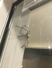 hunt-spider-b.jpg